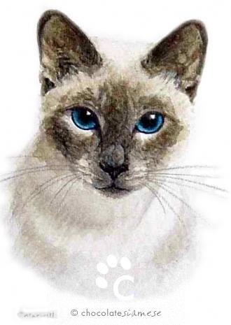 Traditional Siamese