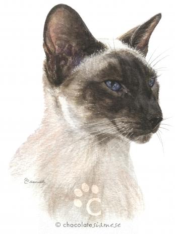 Chocolate Point Siamese