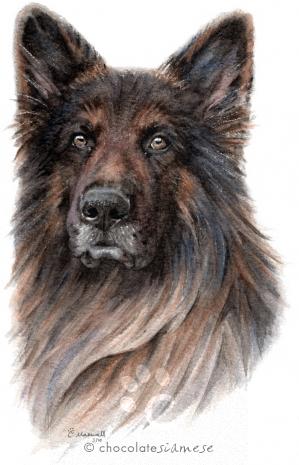 Alfie German Shepherd